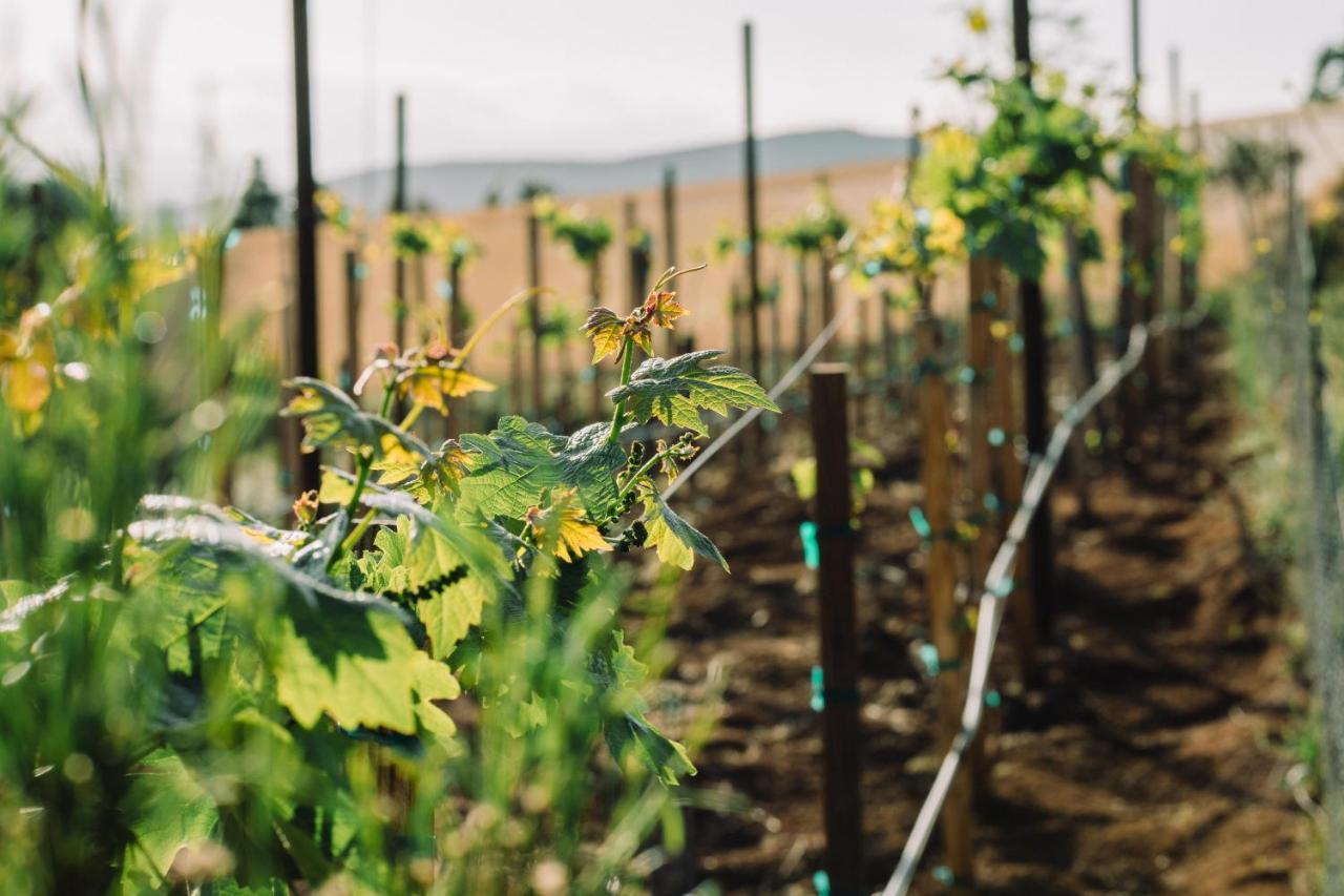 Quinta Sofia Valle De Guadalupe - Solo Adultos المظهر الخارجي الصورة